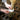 Dairy farmer applying a Stride-On Bovine leg band to the back legs of a dairy cow