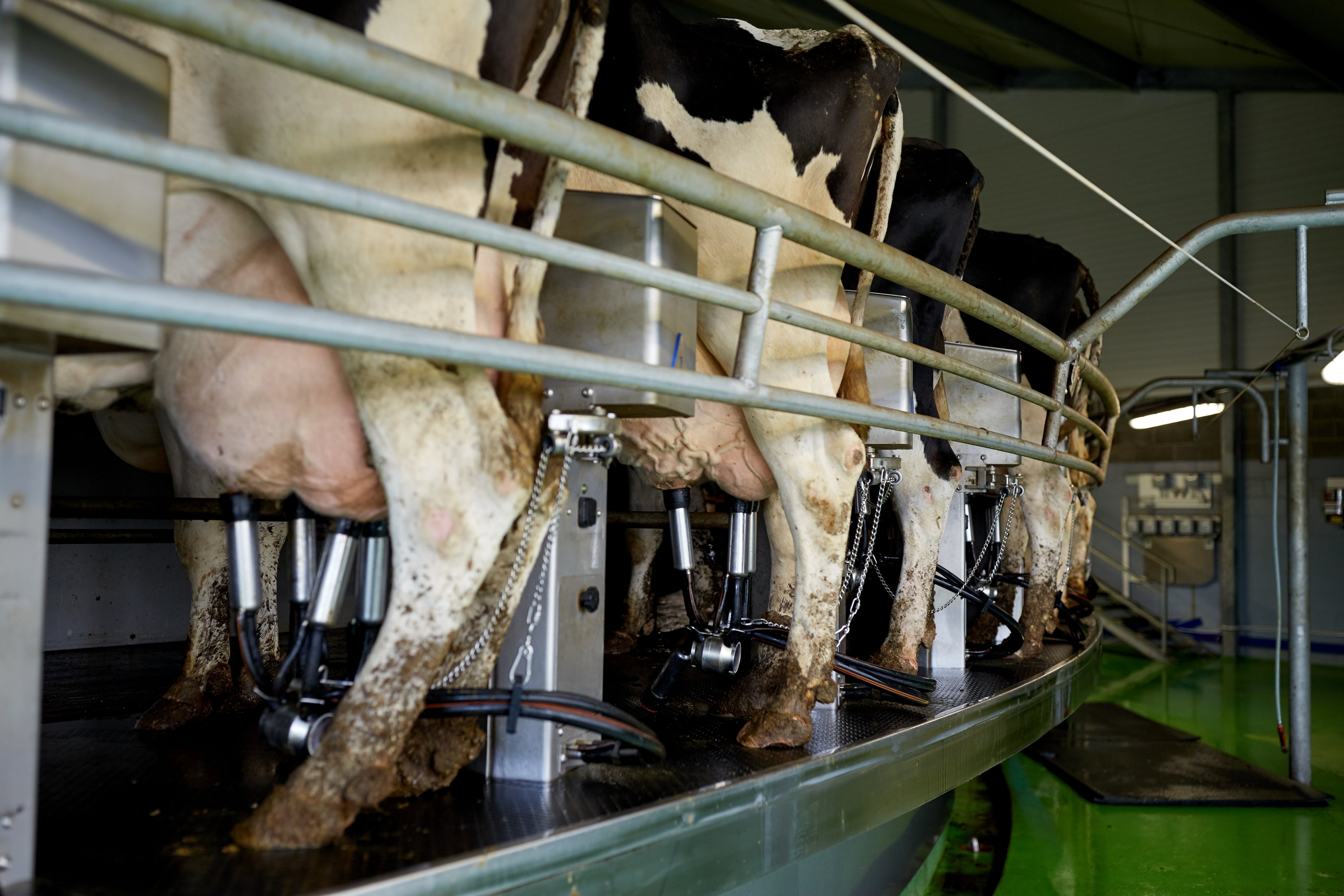 Treating Cows with the Right Drugs: Anthony Collier’s Mastitis Success