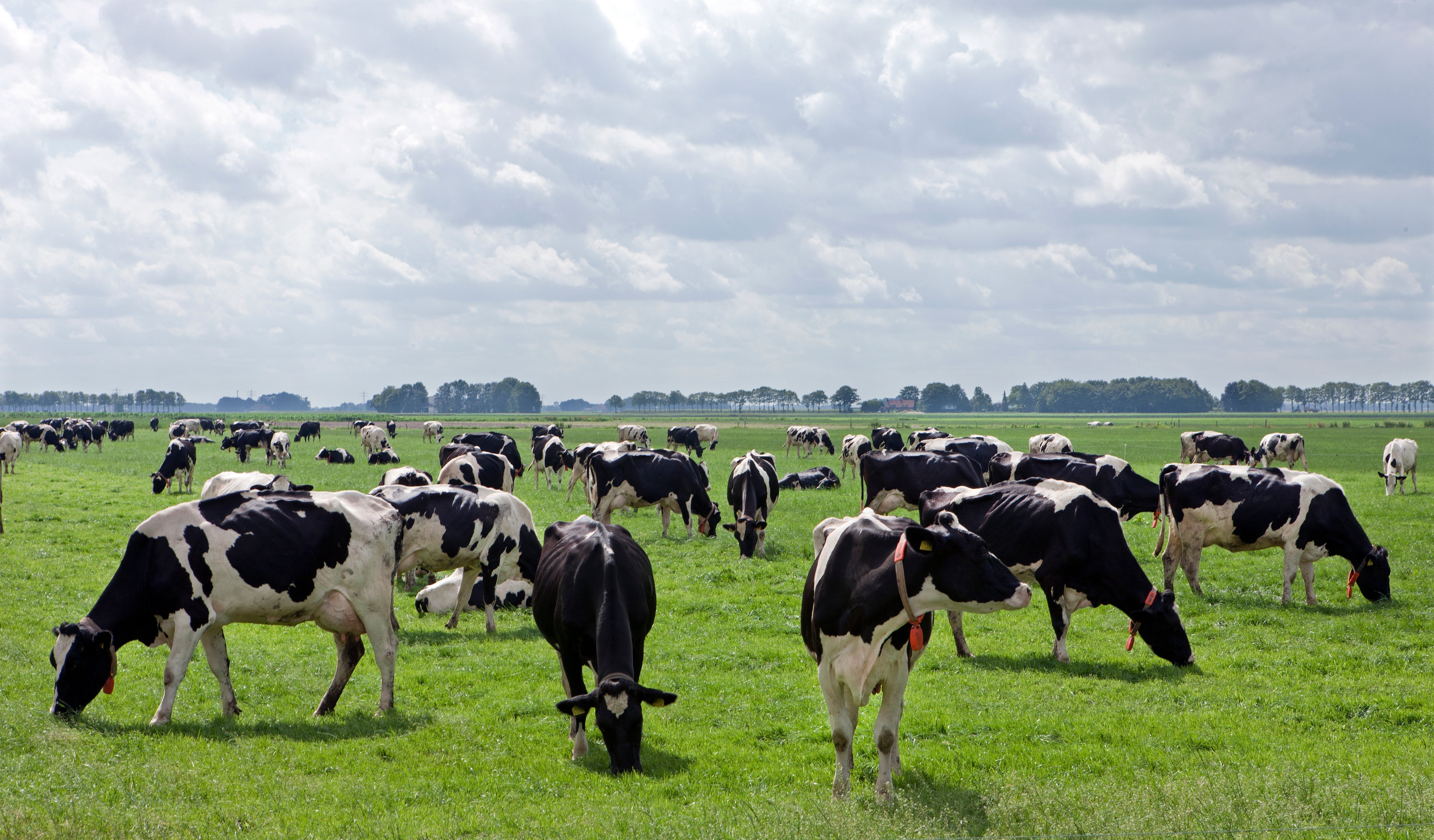 Fresh Cow Dry Cow® Success in Ireland
