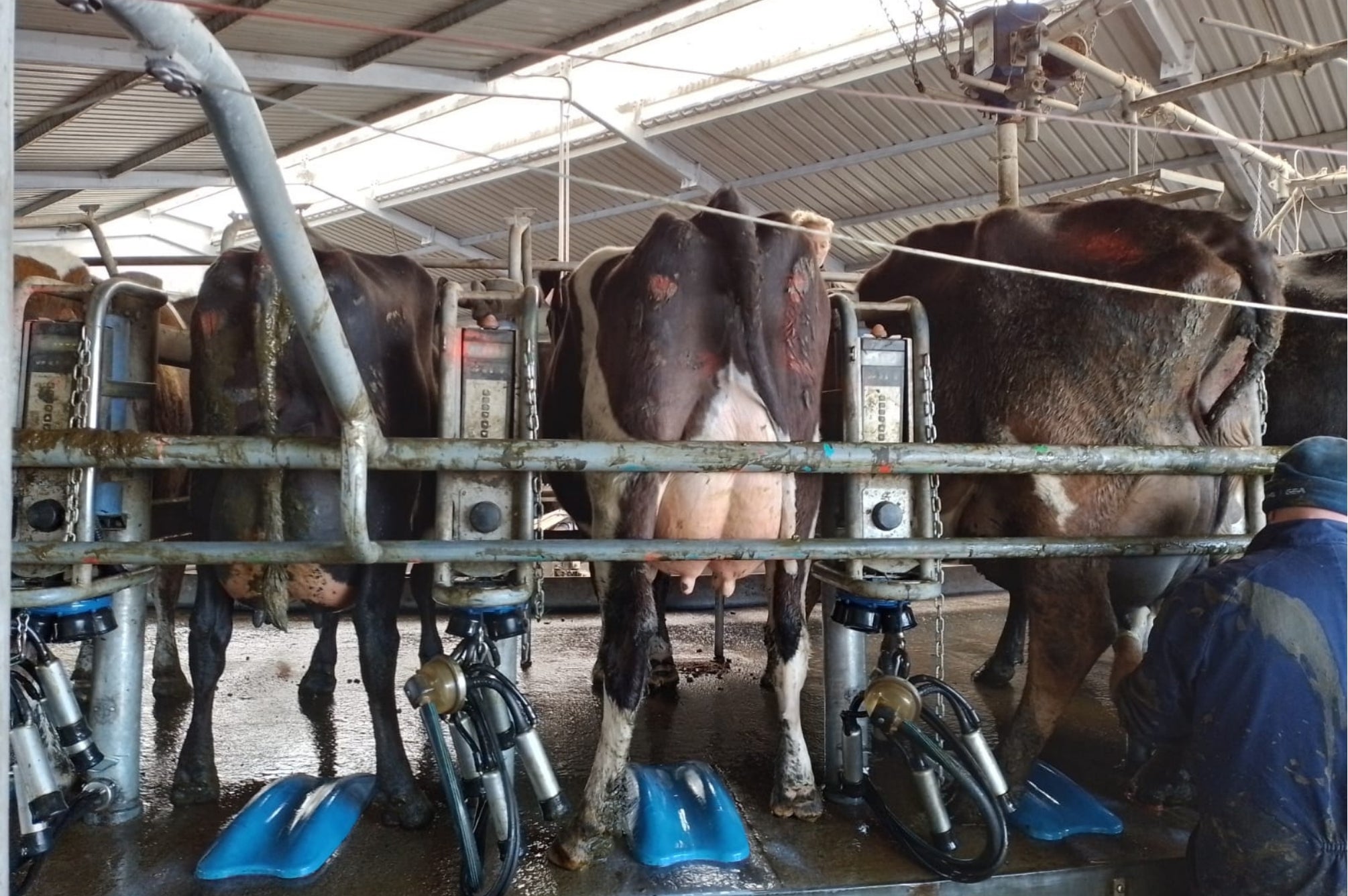 Identifying Teat-End Damage Behind a Sudden SCC Surge at Calving