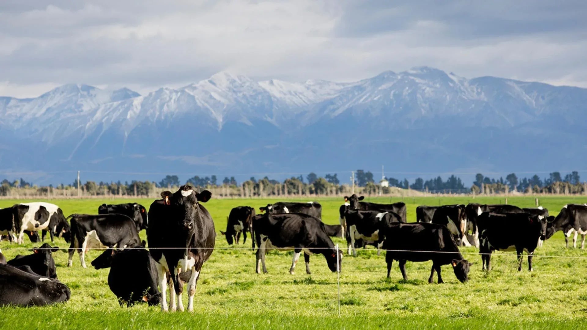 From Invisible to Unstoppable: How Farm Medix Is Redefining Dairy Herd Health