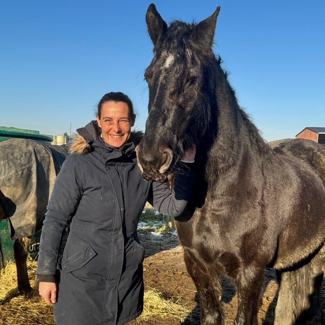 Stopping Recurrent Mud Fever in Friesian Horses