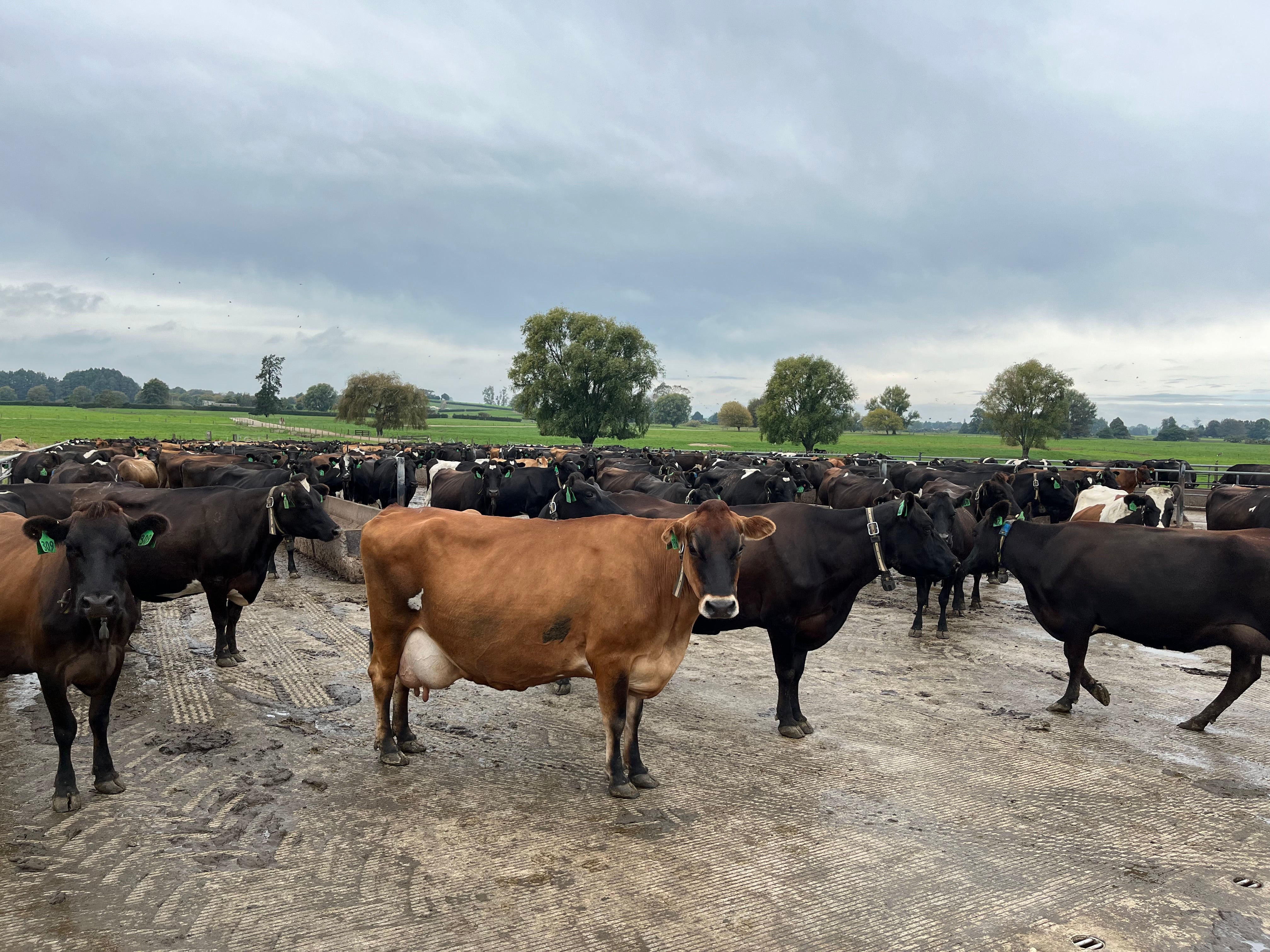 SCC Spike Solved Fast: Craig Snapshot® Case Study