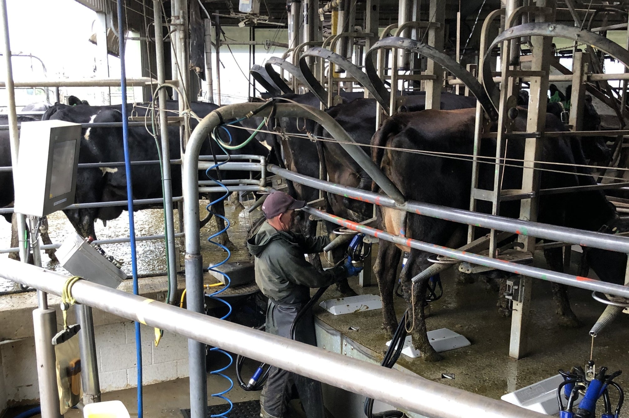 Mastitis Caused by Treatment: Understanding Iatrogenic Infections in Dairy Cows
