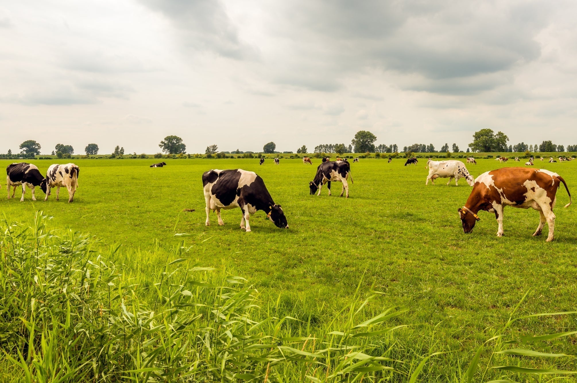 Summer Mastitis: Key Focus Points