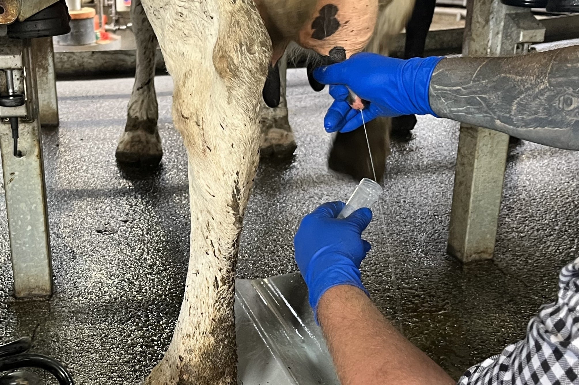 Aseptic Milk Sampling for Accurate Mastitis Testing