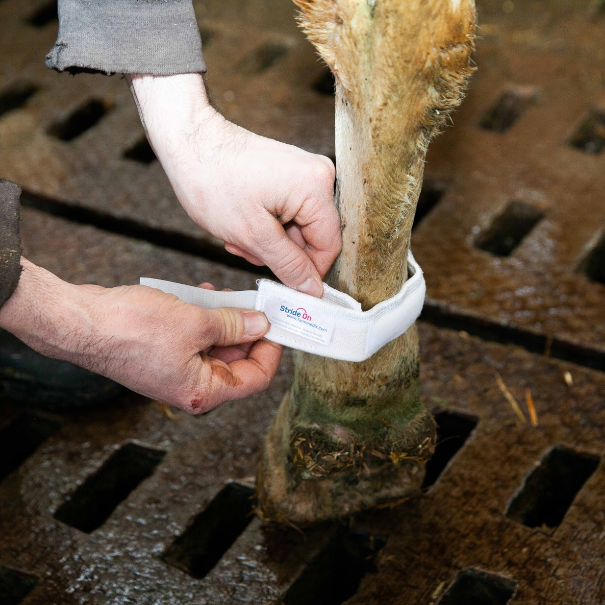 Dairy farmer applying a Stride-On Bovine leg band to the back legs of a dairy cow