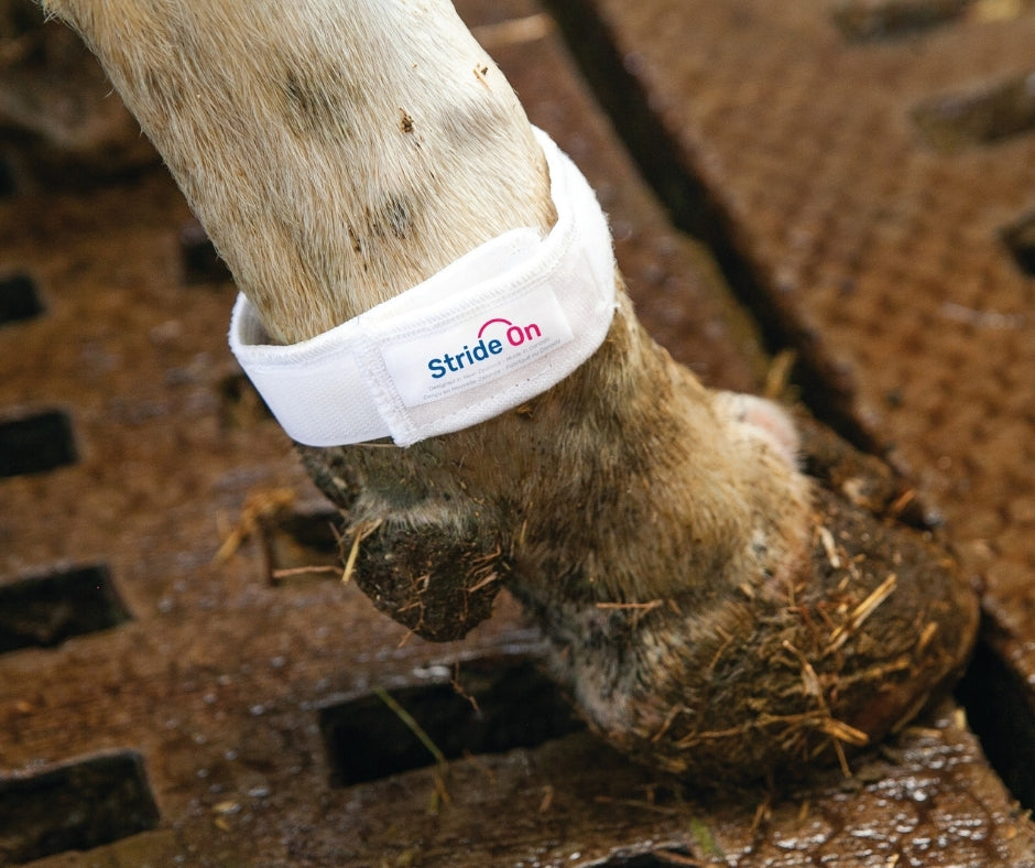 Stride-On™ Bovine Lameness Leg Band (Reusable)